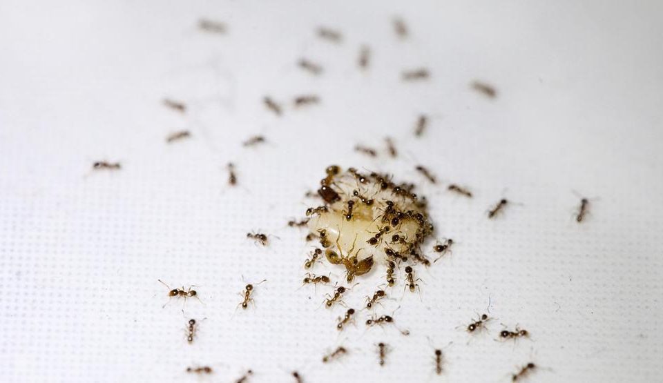 أسباب وجود النمل في المنزل