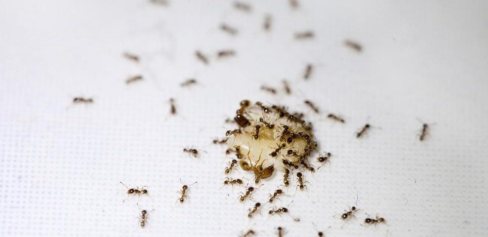 أسباب وجود النمل في المنزل