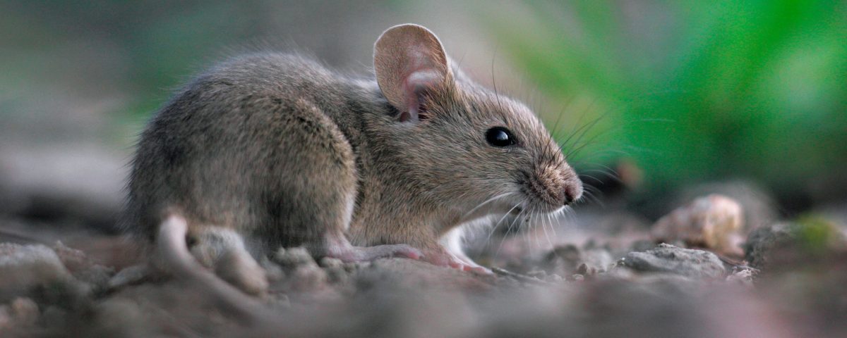 طرق طبيعية لطرد الفئران من المنزل