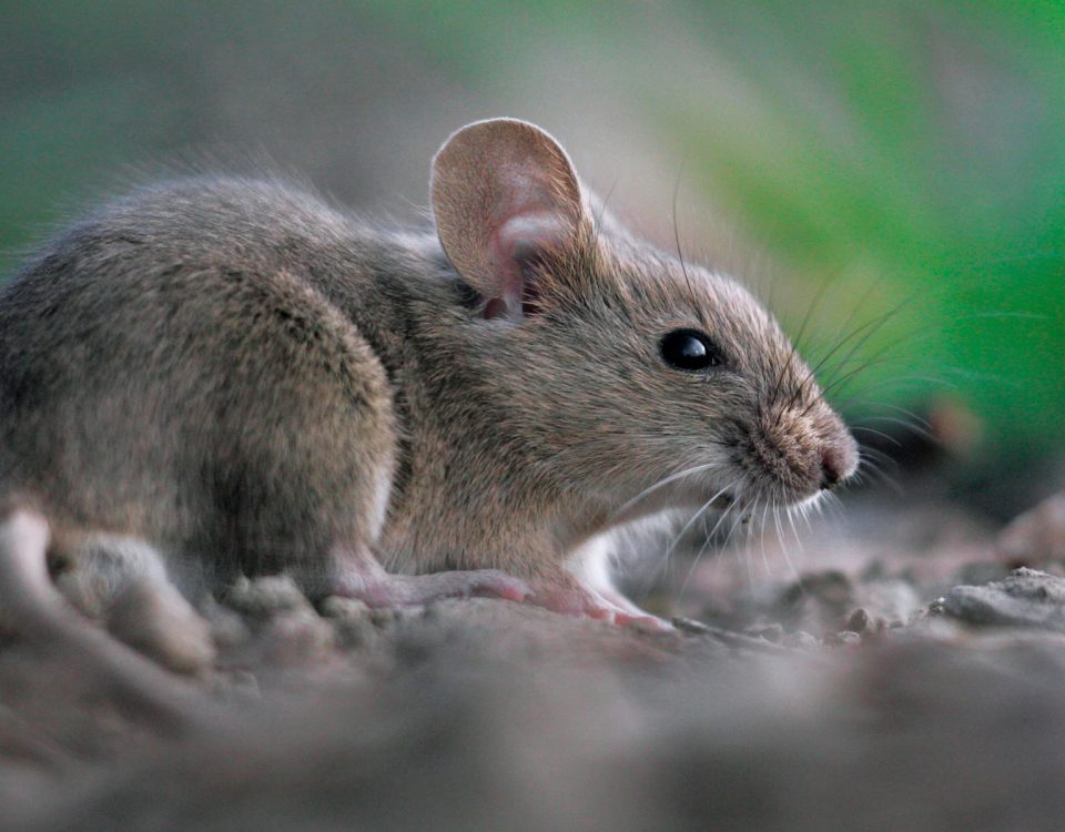 طرق طبيعية لطرد الفئران من المنزل