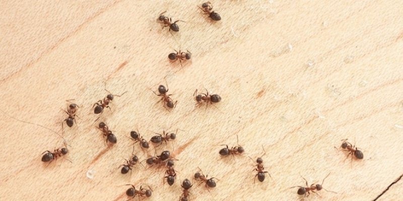 طرق طبيعية لمكافحة النمل