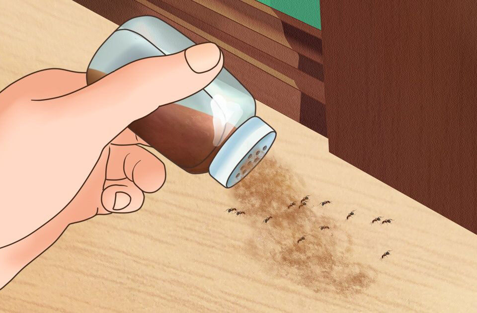 كيفية التخلص من الحشرات المنزلية