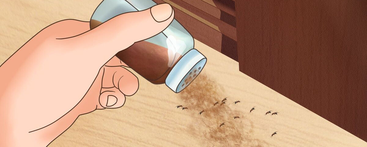 كيفية التخلص من الحشرات المنزلية