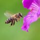 بحث عن الحشرات النافعة مثل النحل