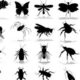 انواع الحشرات وأسمائها
