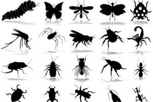 انواع الحشرات وأسمائها