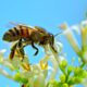أهمية النحل في حياة الإنسان
