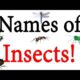 انواع الحشرات واسمائها