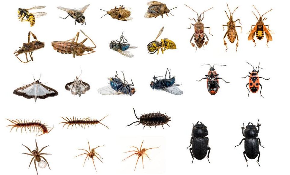 الفرق بين المفصليات والحشرات