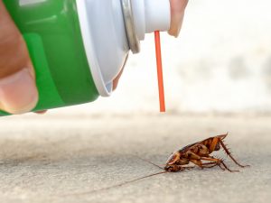 Cockroaches Control in Abu Dhabi