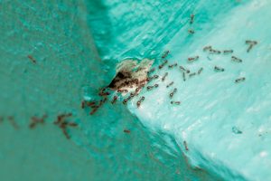 Ants Control in Abu Dhabi
